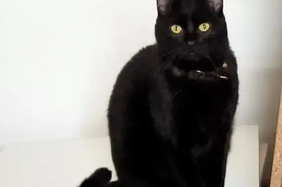 Chat Nelson perdu, collier strass - photo