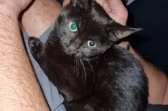 Found Kitten: Young Black Cat on Ernest St!