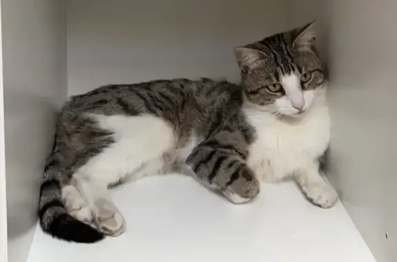 Lost Cat Alert: 3-Year-Old in CV6 - Help!