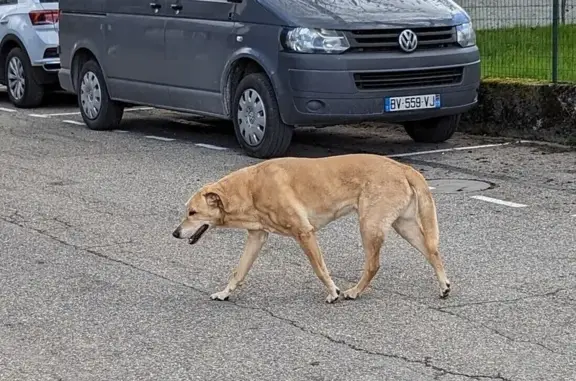 Chien perdu à La Motte-Servolex - photo