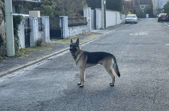 Berger allemand perdu à Trélissac - photo