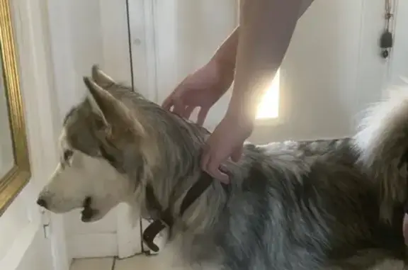 Chien husky trouvé à Saint-Étienne - photo
