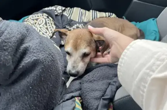 Found: Sweet Limping Pup in Burgaw - Help!