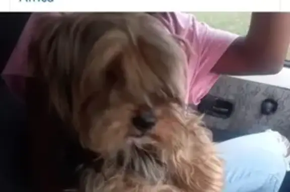 Lost Yorkie Hendrik in Benoni - Help Find Him!