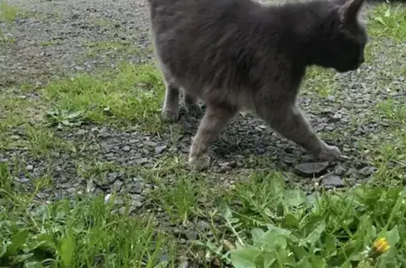Chatte grise blessée trouvée - photo