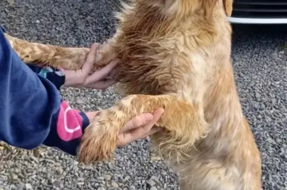 Chien épagneul trouvé à Saint-Germain - photo