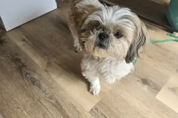 Shih Tzu femelle trouvé à Castres - photo