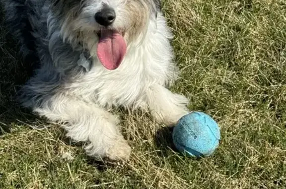 Lost Ausiedoodle Puppy - Blue Merle, Microchipped!