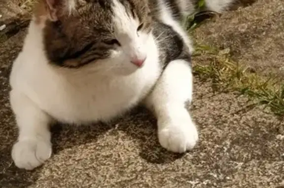 Animaux perdus La Montagne, photo: Chat tigré trouvé à Nantes