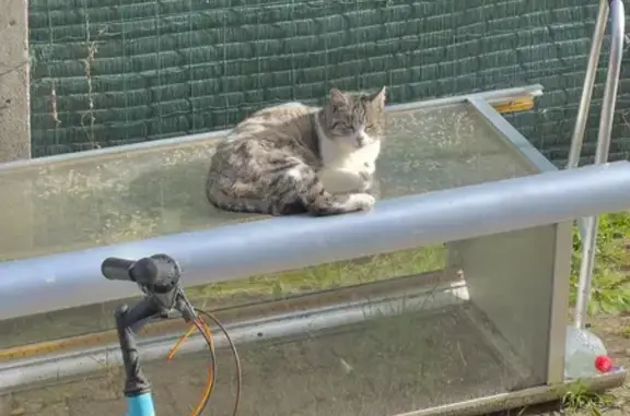 Chat gris-blanc trouvé à Issoire - photo