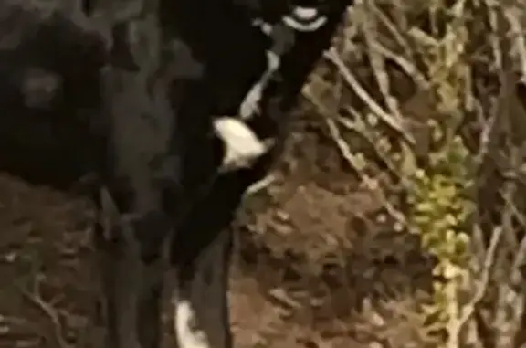 Chien noir amical trouvé à La Serpent - photo