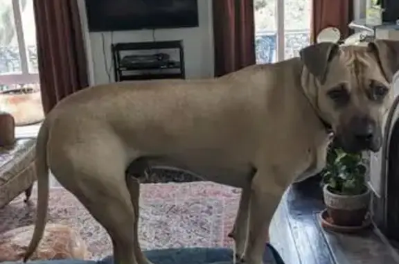 Lost and found pets , photo: Lost Friendly Boxer/Lab in Savannah - Help!