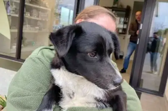 Chienne croisée trouvée D88A - photo