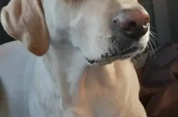 Labrador crème perdu à Gaillan - photo