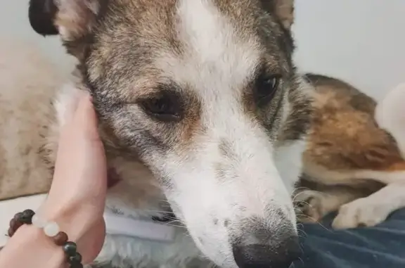 Animaux perdus , photo: Alerte: Chien marron/blanc perdu