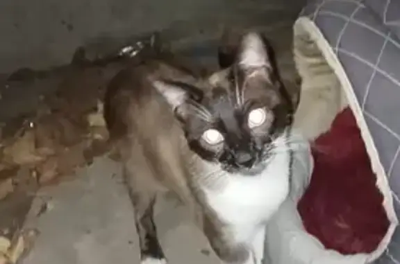 Chat siamois trouvé à Montpellier - photo