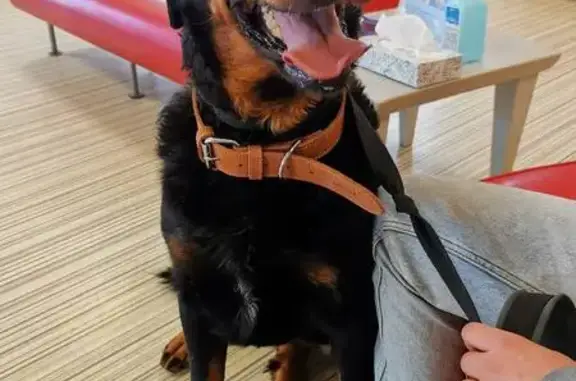 Beauceron perdu: Nouméa, Mérignac - photo