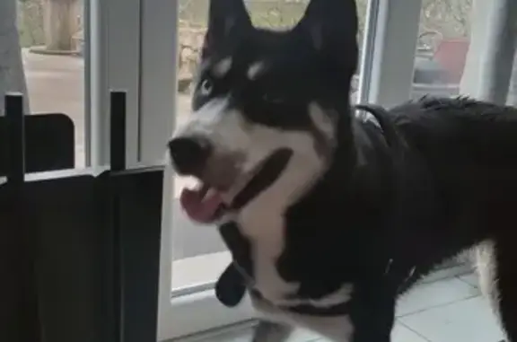 Animaux trouvés , photo: Husky femelle perdu, Sommedieue