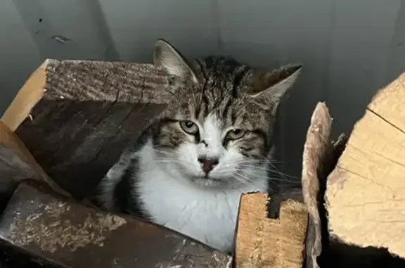 Chat famélique trouvé à Savières - photo
