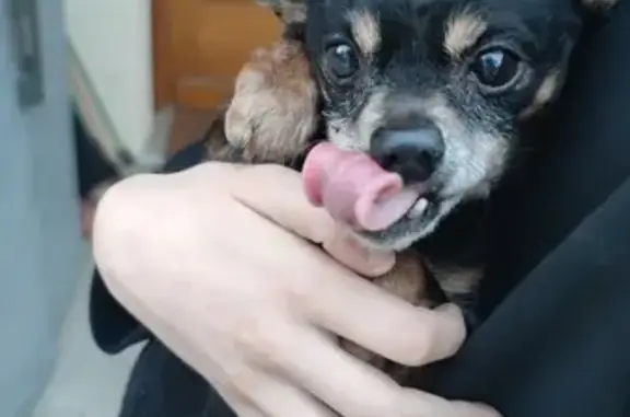 Chien perdu à Chasselay 83 trouvé - photo