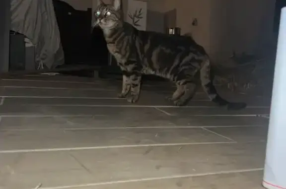 Chat perdu affamé à Hyères - photo
