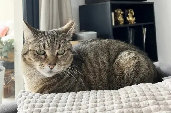 Chat perdu, Perpignan, photo: Chatte tigrée perdue à Perpignan