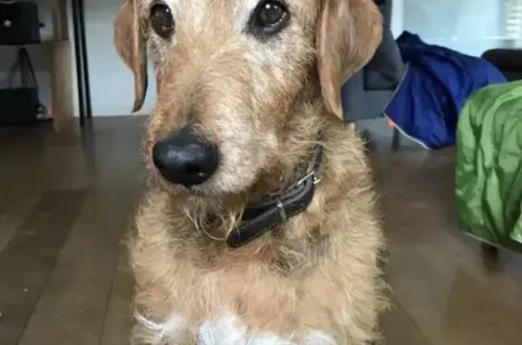 Chien perdu Caudan, photo : Chien noir et feu perdu à Caudan