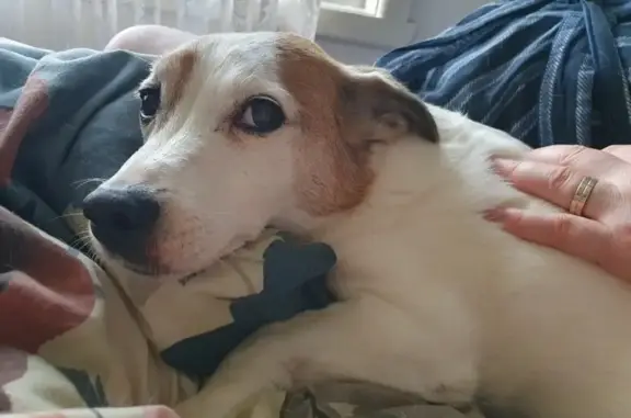 Help Find Astro: Deaf Jack Russell Lost!