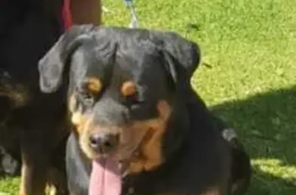 Lost Rottweiler Brutus - Curly Tail - Vereeniging