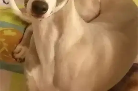 Chien perdu Épinal, photo : Chien Whippet Perdu - Docelles