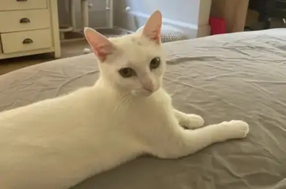 Lost White Cat Nieve - Call 0417655114 Help!