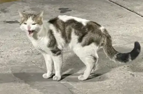 Chat perdu au parking Bassano - photo