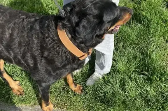 Chien perdu retrouvé à Bordeaux - photo