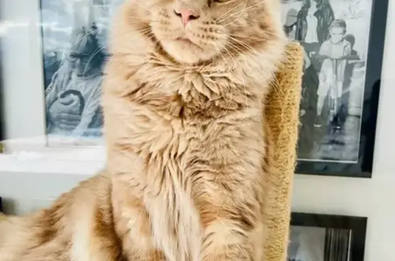 Chat perdu, Brison-Saint-Innocent, photo: Chat Maine Coon perdu, Brison-SI