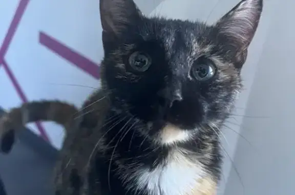 Chaton écaille trouvé à Livet - photo