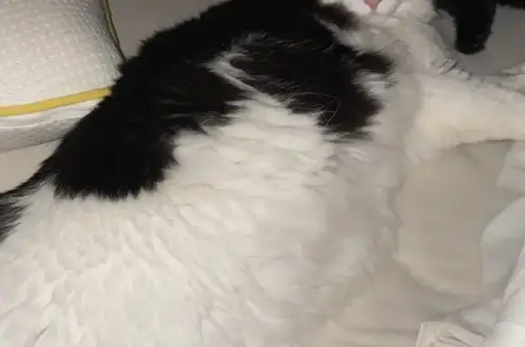 Chat perdu, , photo: Chat noir et blanc perdu à Seillonnaz