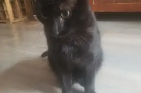 Chat noir affectueux trouvé - photo