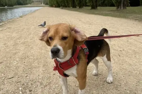 Beagle perdu: Costa de Clara, Prades - photo