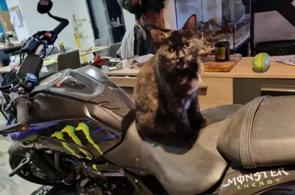 Chatte écaille perdue au Tronchet - photo