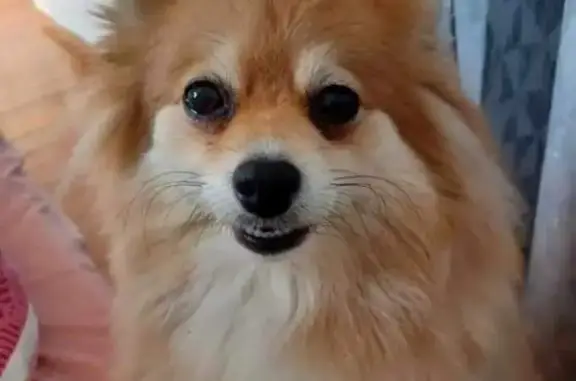 Animaux perdus , photo: Avis de recherche: Ella, chien perdu