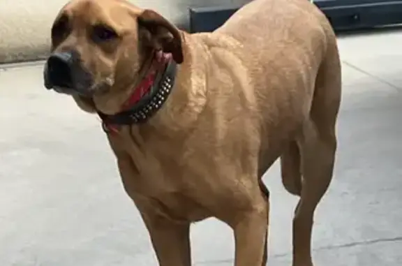 Chien trouvé , photo: Chien perdu retrouvé à la Clape