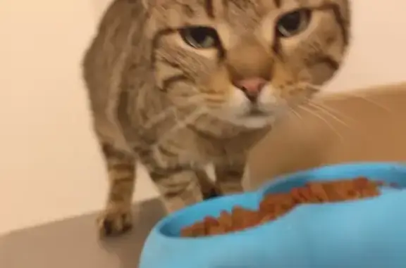 Chat trouvé à Bayon, cherche propriétaire - photo
