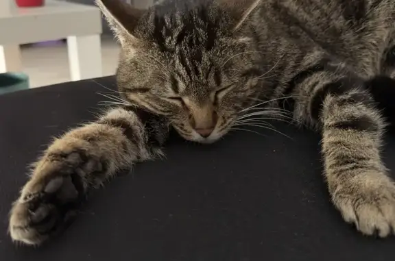 Chat tigré trouvé à Florange - photo
