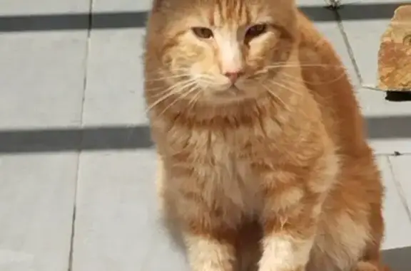 Chat roux maigre trouvé à Treillières - photo