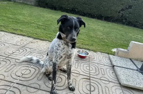 Chien nommé Tango trouvé à Saint-Léger - photo