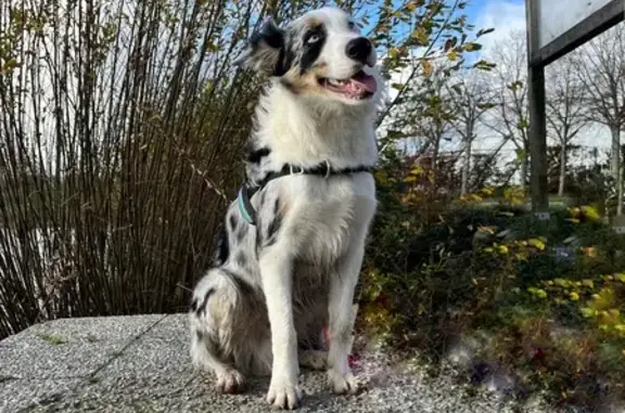 Chien perdu , photo : Chien Border Collie perdu, 37