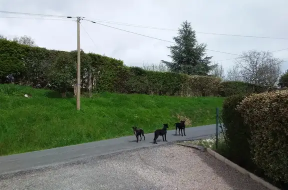 3 chiots noirs peureux trouvés - photo