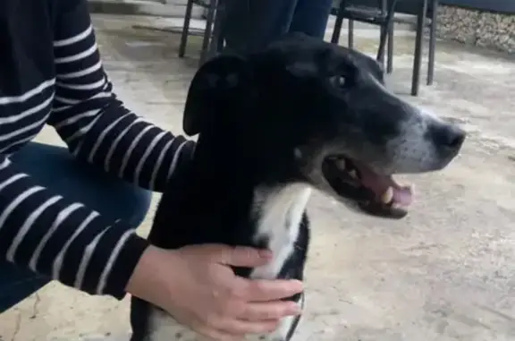 Chien mâle perdu trouvé à Condamine - photo
