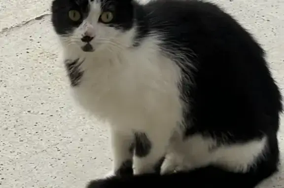 Animaux trouvés , photo: Chat craintif trouvé à Colomiers