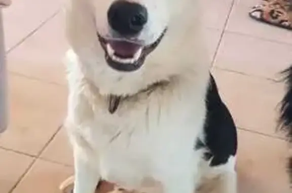 Chien perdu , photo : Chien perdu près d'Amplepuis 69
